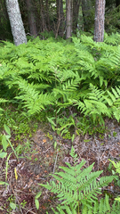 Pteridium pinetorum