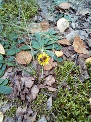 Pilosella officinarum