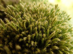 Philonotis tomentella