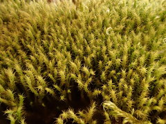 Philonotis tomentella