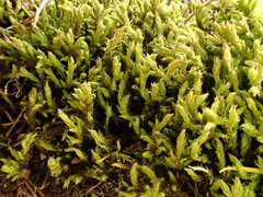 Racomitrium ericoides