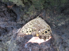 Neope goschkevitschii