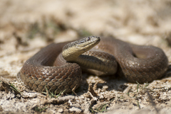 Thamnophis melanogaster