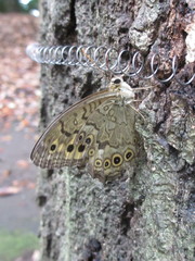 Neope goschkevitschii