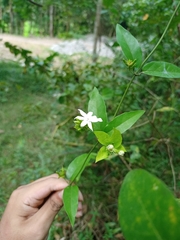 Jasminum nervosum