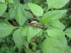 Megacampsomeris prismatica