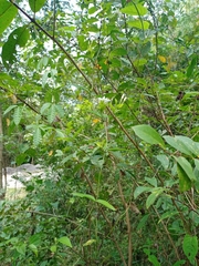Jasminum nervosum