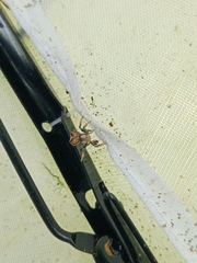 Boliscus tuberculatus