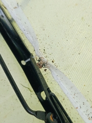 Boliscus tuberculatus