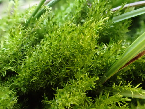 Spring Hook Moss (Warnstorfia pseudostraminea)