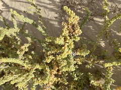 Traganum moquinii