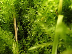 Warnstorfia pseudostraminea