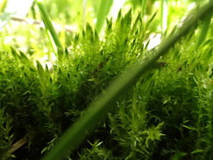 Warnstorfia pseudostraminea