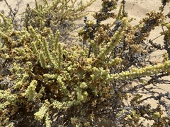 Traganum moquinii