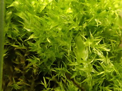 Warnstorfia pseudostraminea