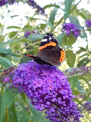 Vanessa atalanta