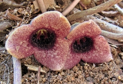 Hexastylis minor