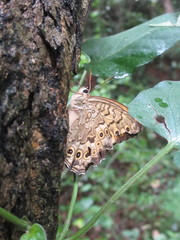 Neope goschkevitschii