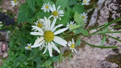 Leucanthemum rotundifolium