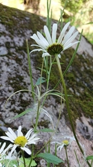 Leucanthemum rotundifolium