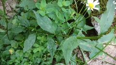 Leucanthemum rotundifolium