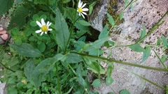 Leucanthemum rotundifolium