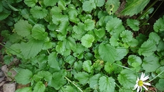 Leucanthemum rotundifolium