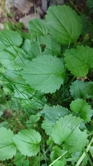 Leucanthemum rotundifolium