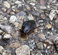 Dytiscus marginalis