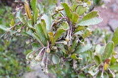 Dodonaea viscosa cuneata