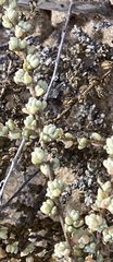 Traganum moquinii
