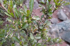 Dodonaea viscosa cuneata