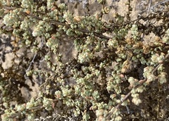 Traganum moquinii