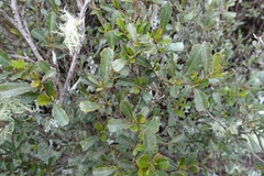 Dodonaea viscosa cuneata