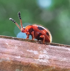 Stenotarsus pardalis
