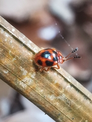 Stenotarsus pardalis