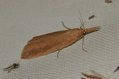 Schoenobius gigantella