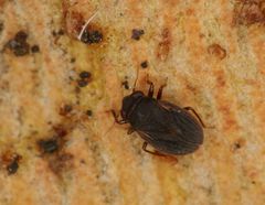 Schizopteridae