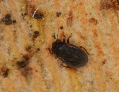 Schizopteridae