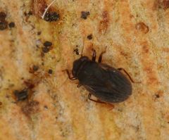Schizopteridae