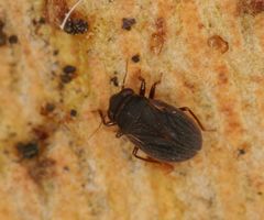 Schizopteridae