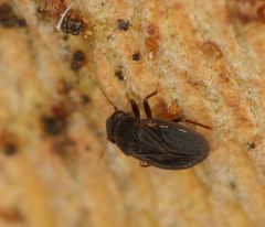 Schizopteridae