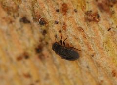 Schizopteridae