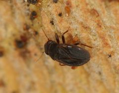 Schizopteridae