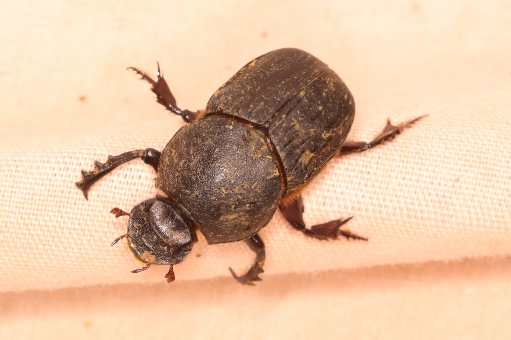 Onitis fabricii