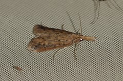 Schoenobius gigantella
