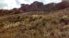 Espeletia grandiflora