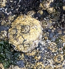 Siphonaria pectinata