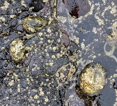 Siphonaria pectinata