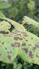 Phaneroptera nana